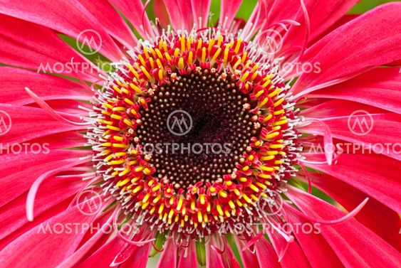 Gerbera kukka-closup