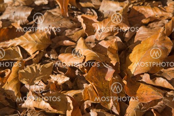 Fallen beech leaves