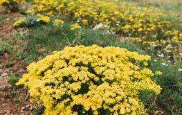 Wild flowers on the meadow in the mountain 