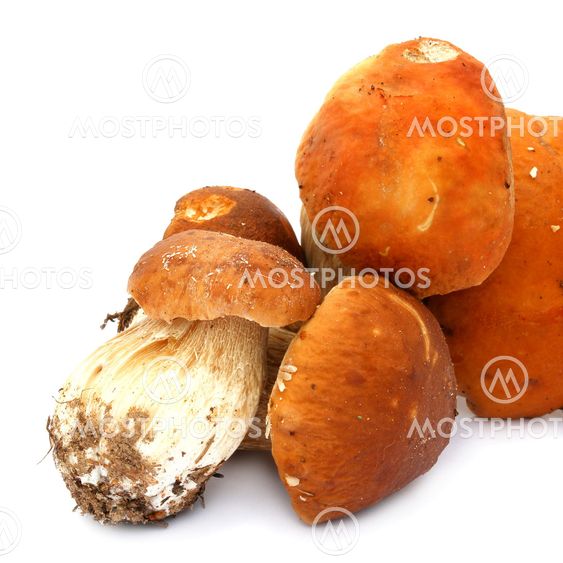 CEPS