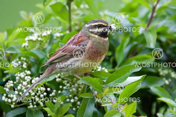 Cirl Bunting