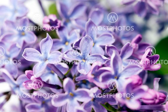 flowering plant, close-up