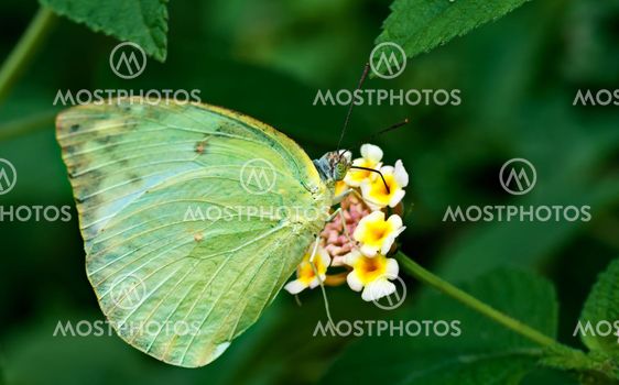 Butterfly Common Emigrant Catopsilia piomona flower closeup copy space