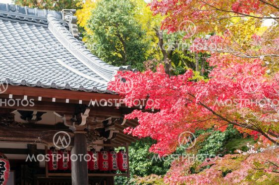 Kyoto, Japan - November 2016: Sekizan Zen-in, Japanese temple in Kyoto during autumn