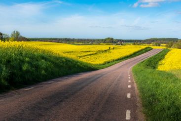 Leading road through the rapeseed fields in Skåne, Sweden