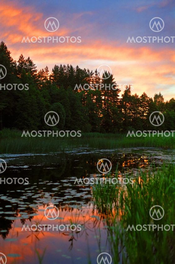 sunset forest