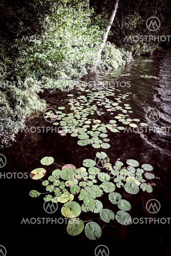 Lily pads at lake shore