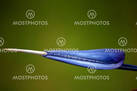 Stamen of Bird Of Paradise