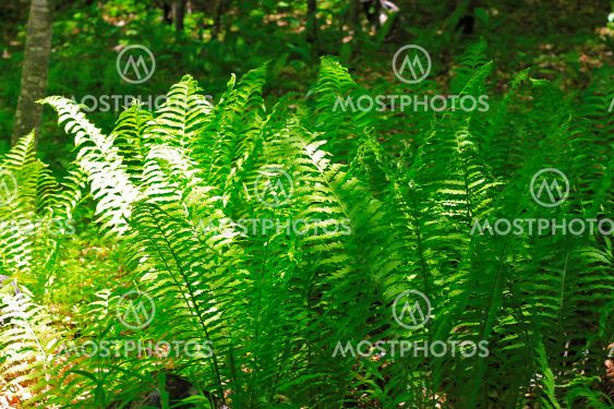 Bush of green fem leaves in the wood