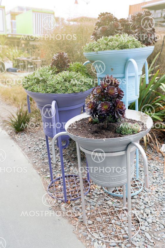 Echeveria elegans (Mexican snow ball, Mexican gem, white Mexican rose) grown in planters in public area of Christchurch, New Zealand