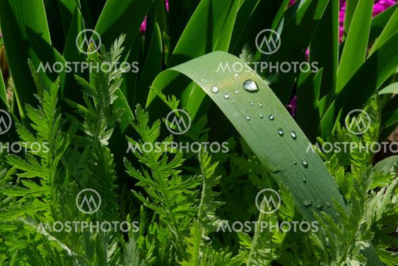 Wassertropfen auf Blatt - waterdrop on leaf 04