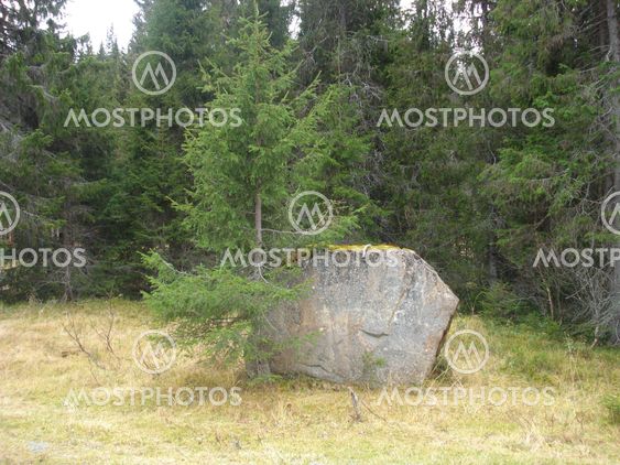 Tree and stone