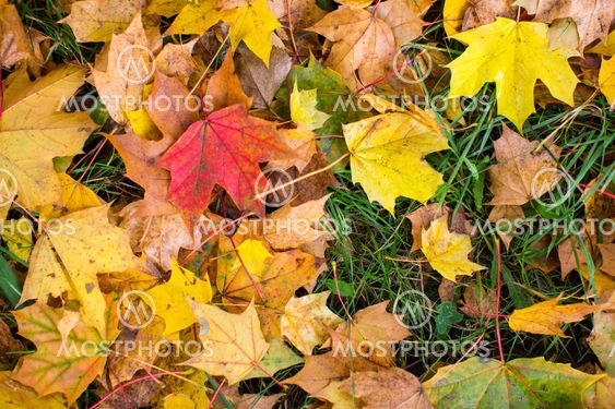 Fallen yellow and red leaves on green grass, autumn...