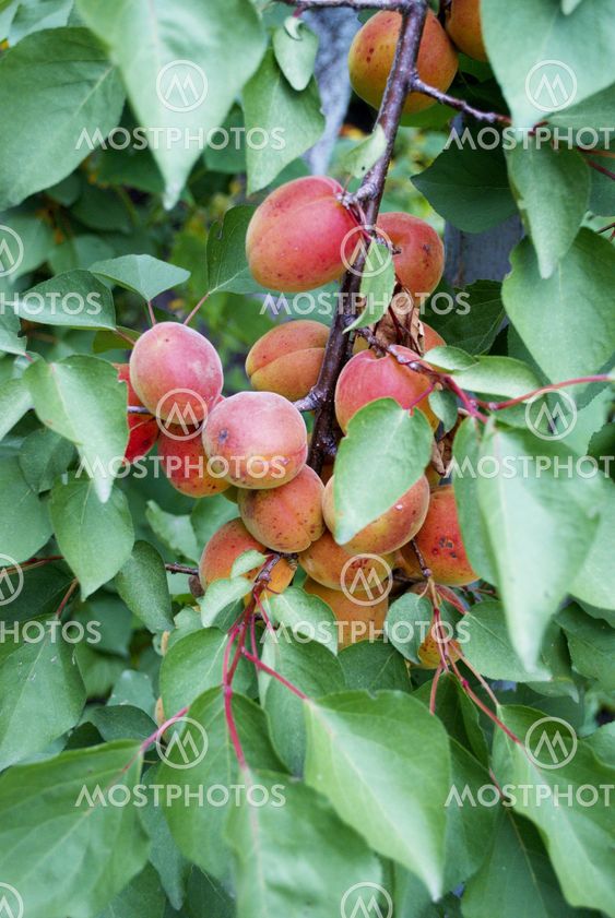 Förgrena aprikoser med frukt