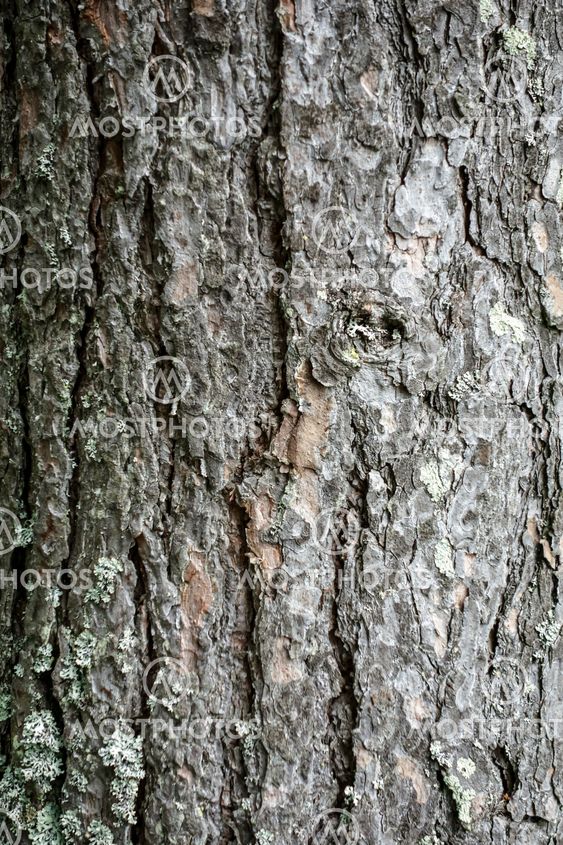 Texture of tree bark