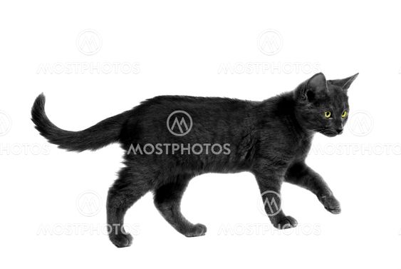 black Halloween Cat
