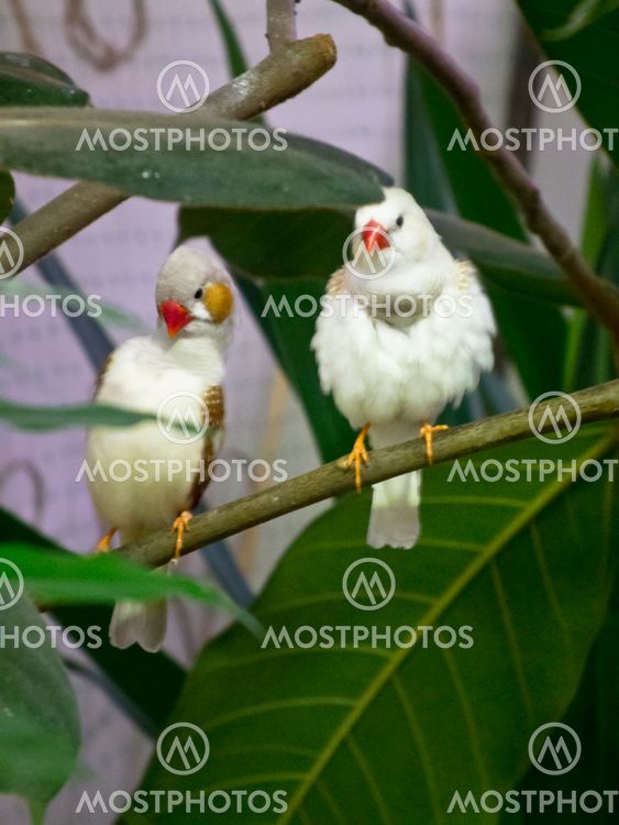 Birds