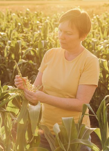 Female farmer inspecting corn tassel