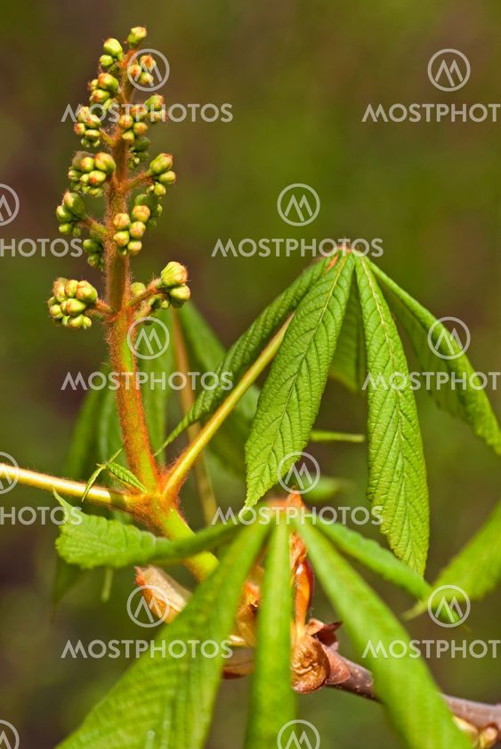 Horse chestnut