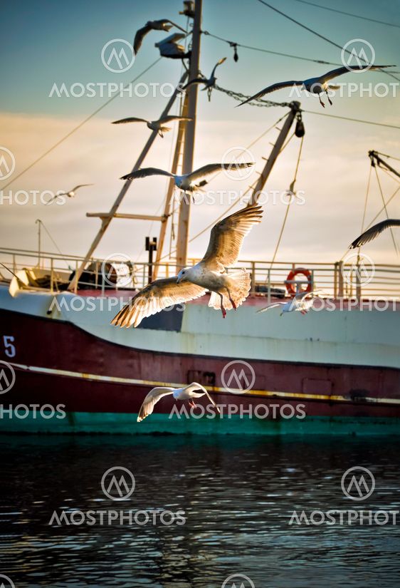 Seagulls venter fishingboats at ankomme om morgenen