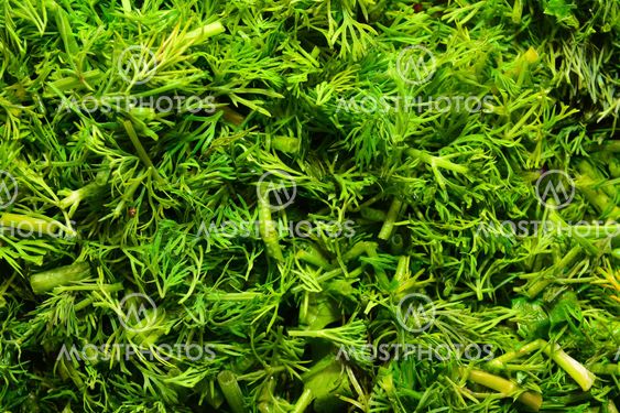 dill