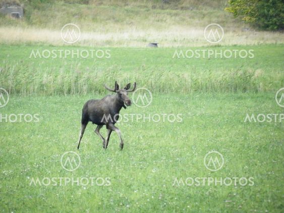 A moose in a meadow
