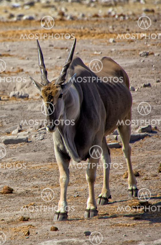 big eland near a waterhole at etosha national park namibia