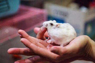 cute hungry female Winter White Dwarf Hamster (Winter...