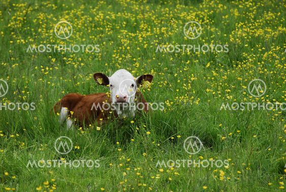 Calf resting in summer meadow.