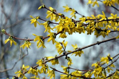 Forsythia