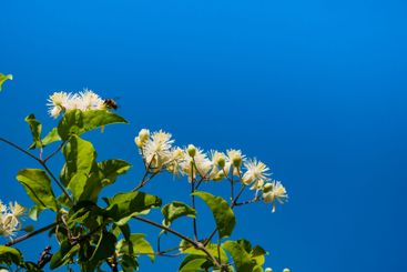Blooming white flowers with honey bee