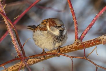 Sparrow sits on a branch without leaves.