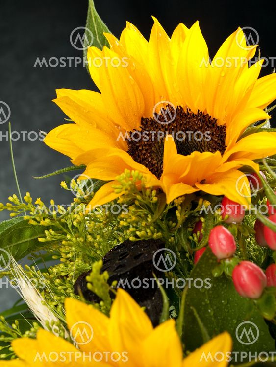 Sunflower with water drops 3