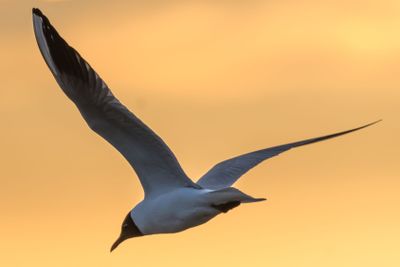 Skrattmås i solnedgången med vackert färgad himmel