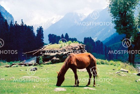 Kashmiri landscape with a horse