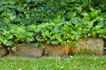 Leaves, sustainability and bushes in nature, growth and...