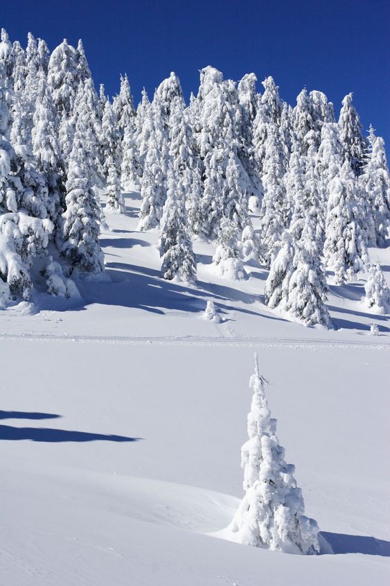 snow covered pine trees