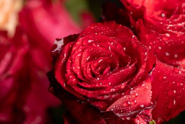a bouquet of beautiful fragrant wet red roses