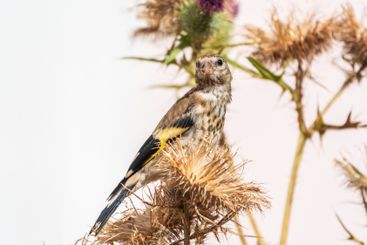 European goldfinch with juvenile plumage, feeding on the...