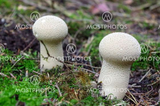 Lycoperdon marginatum mushroom growing in a forest...