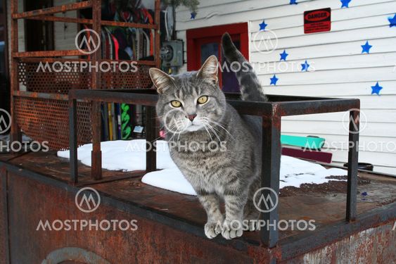 Curious stray cat in the streets of Telluride, Colorado