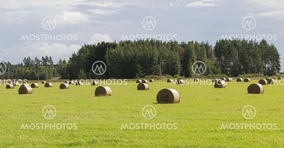 Haymaking