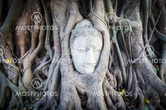 Head of Sandstone Buddha in The Tree Roots at Wat Mahathat