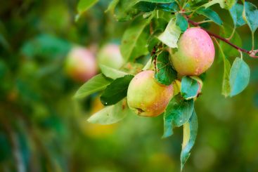 Apples, nature and tree with morning dew for...