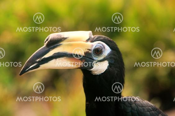 Oriental Pied Hornbill, Sepilok, Borneo, Malaysia