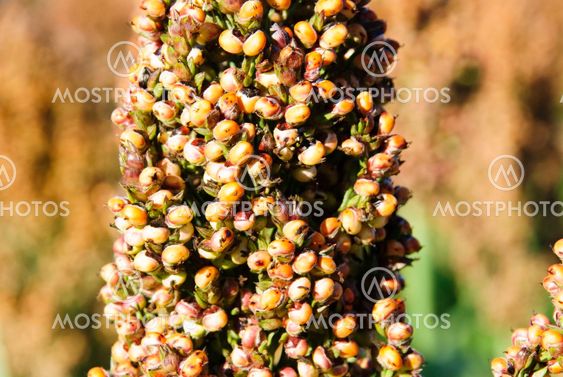 Sorghum plant