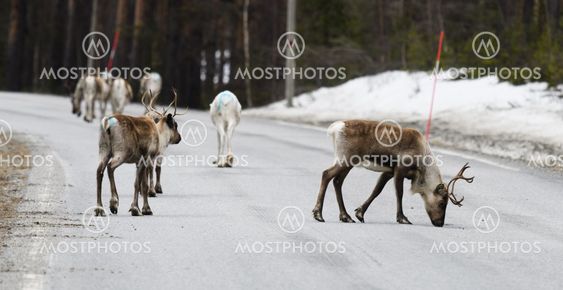Reindeer crossing a road in its natural environment in...
