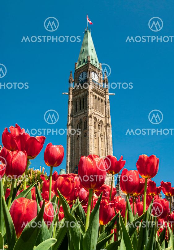 Peace Tower with red tulips