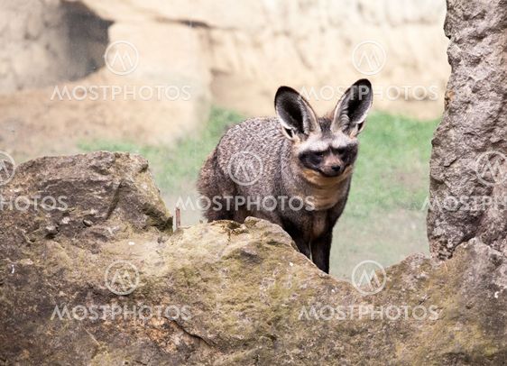 bat-eared fox