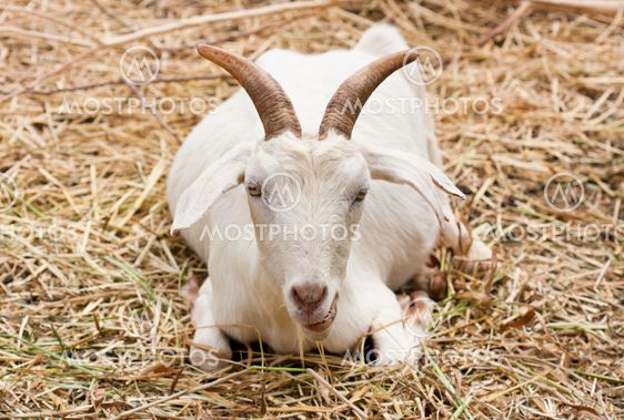 Close up goat in the farm